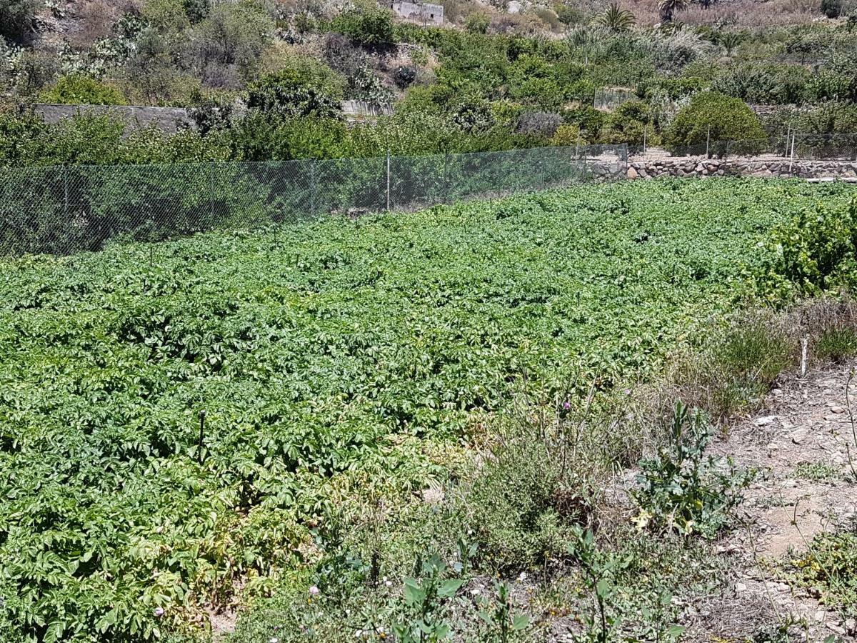 Casa Rural La Hoyita De Tunte San Bartolome Bagian luar foto